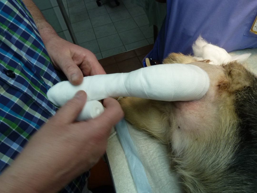 Kreuzbandriss beim Hund Tierarzt Dr. Neu